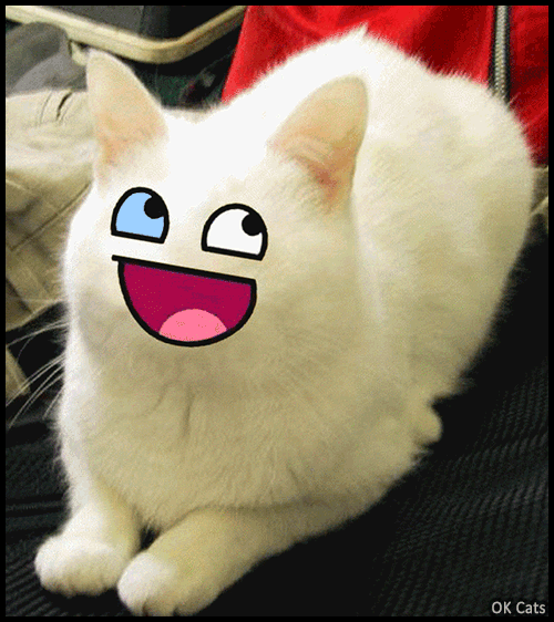 Happy Cat Funny Epic Face GIF
