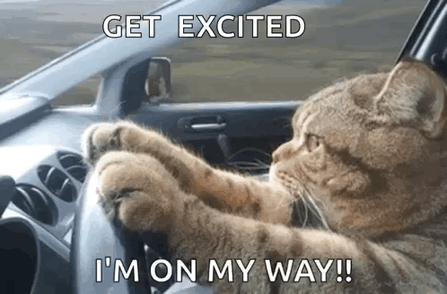 Happy Cat Get Excited Driving Car Meme GIF