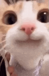 Happy Cat Gif GIF