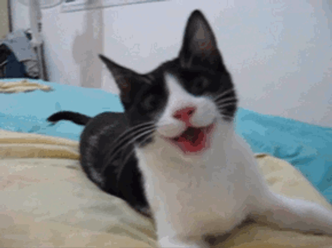 Happy Cat Glad To See You Jump GIF