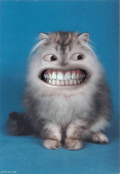 Happy Cat Grinning Human Teeth Meme GIF
