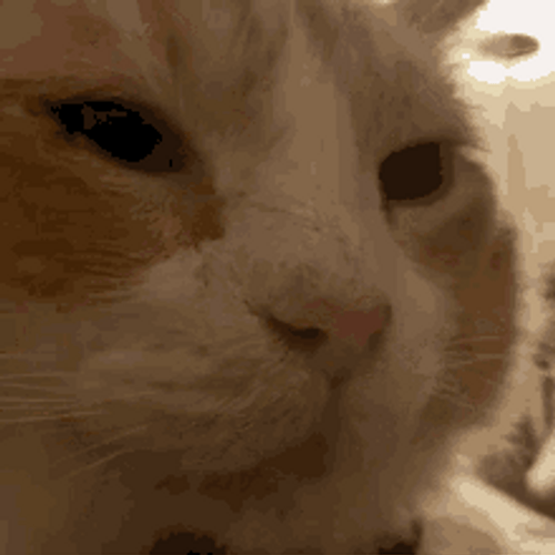 Happy Cat Head Massage Relaxed Face GIF