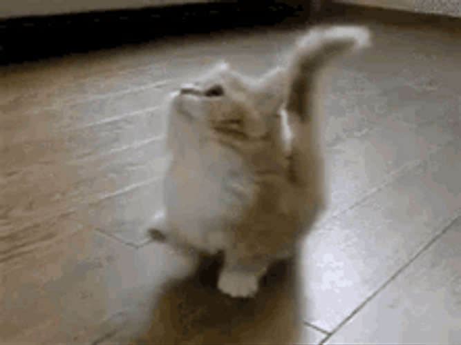 Happy Cat Looking Up Confused GIF