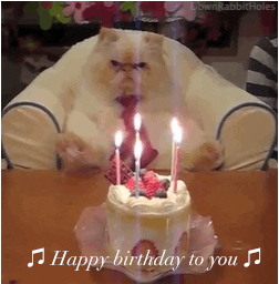 Happy Cat On Her Birthday Meme GIF
