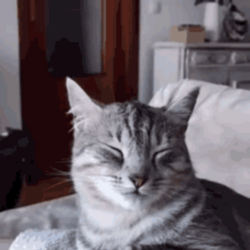 Happy Cat Poker Faced Sleeping GIF