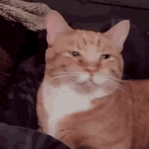 Happy Cat Relaxed Sleeping Daydreaming GIF