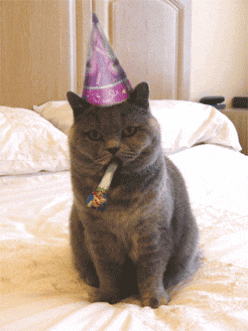 Happy Cat With Purple Party Hat Meme GIF