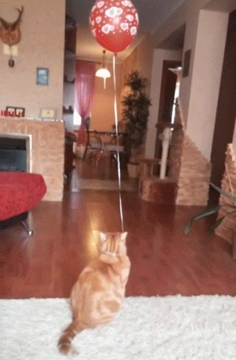 Happy Cat With Red Balloon Meme GIF