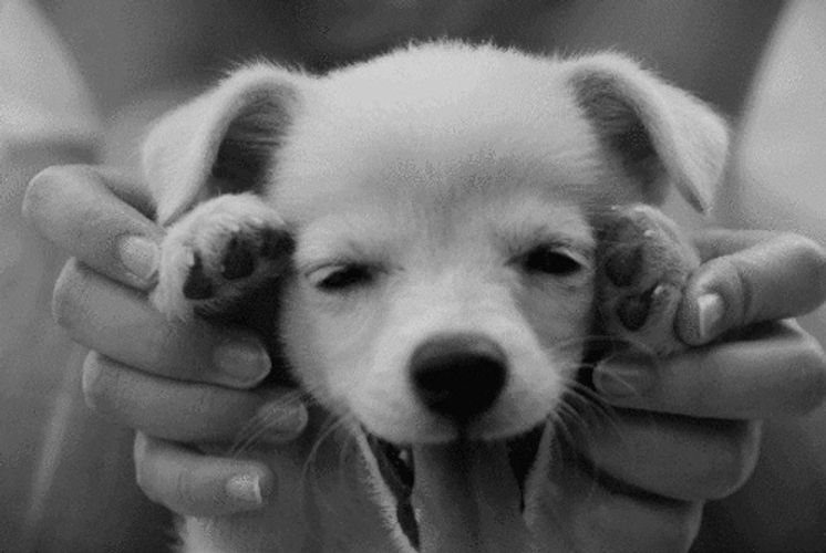 Happy Cute Dog Peekaboo GIF