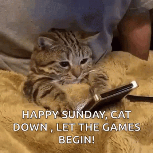 Happy Cute Sunday Cat Let The Game Begin GIF