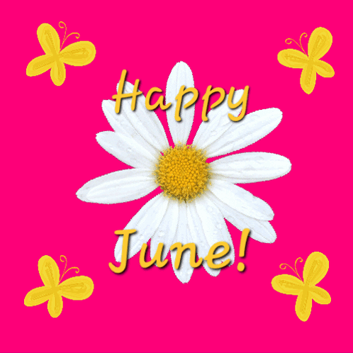 Happy Daisy Flower June GIF
