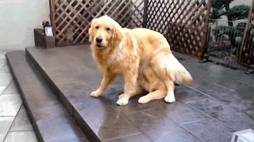 Happy Dog Day Riding Playing Dog GIF