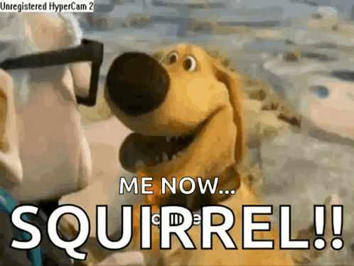 Happy Dog Distracted By Squirrel GIF