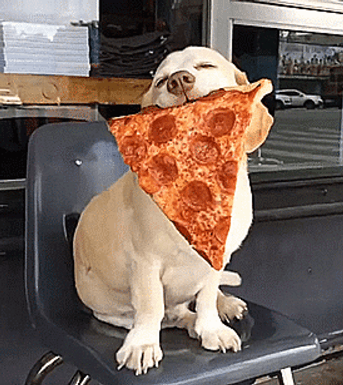 Happy Dog Eating Pizza GIF