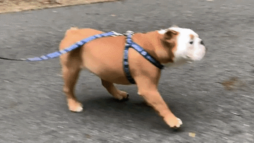 Happy Dog In Leash GIF