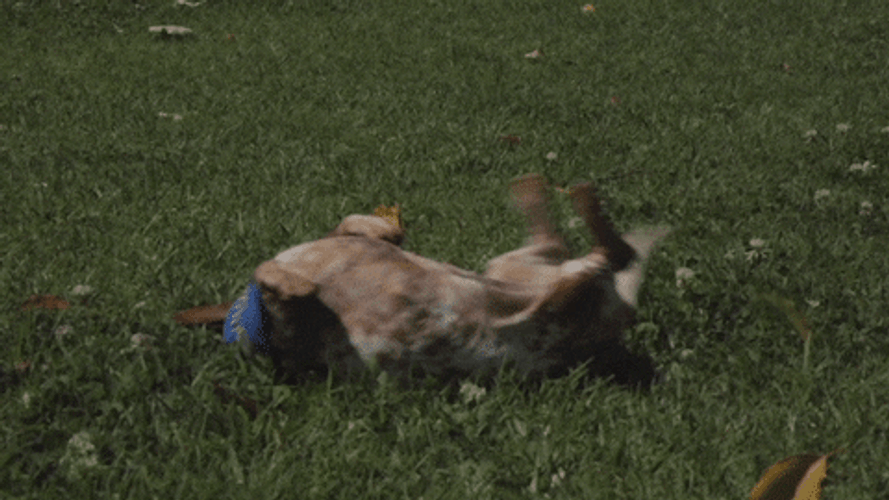 Happy Dog Play Grass GIF