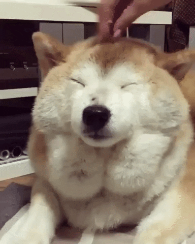 Happy Dog Rub Head GIF