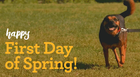 Happy Dog Running On The First Day Of Spring GIF