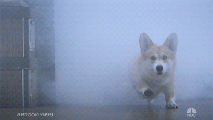 Happy Dog Smoke GIF