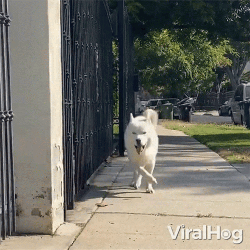 Happy Dog Stroll GIF