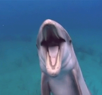 Happy Dolphin Waiting For You Underwater GIF