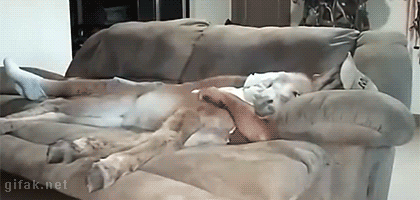 Happy Donkey Human Hugs GIF