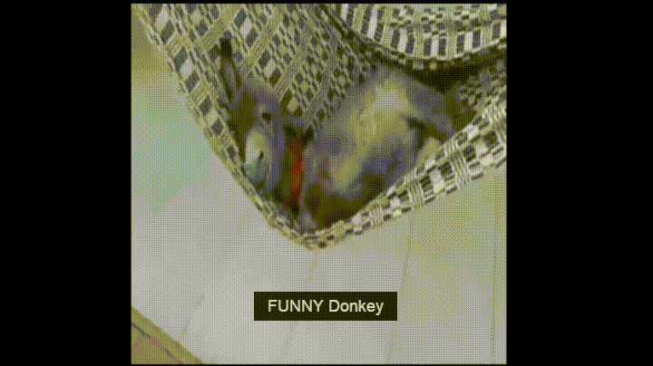 Happy Donkey Swing GIF