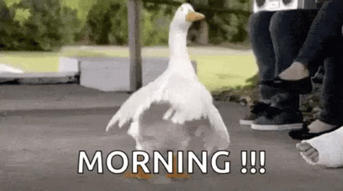 Happy Early Morning Goose Dance GIF