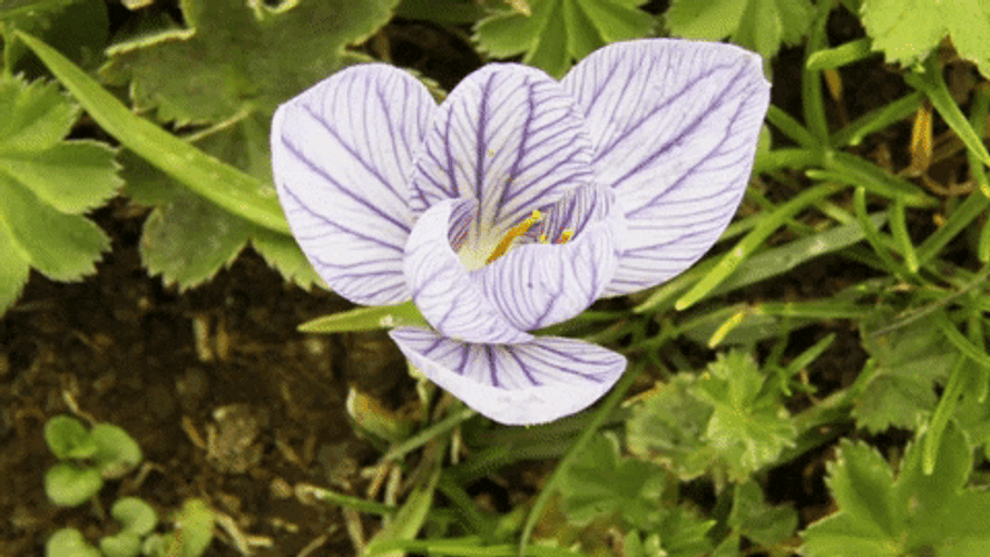 Happy Earth Day Blooming Flower GIF