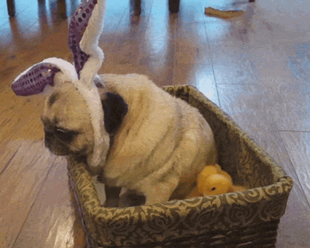 Happy Easter Funny Mother Bulldog And Her Chicks GIF