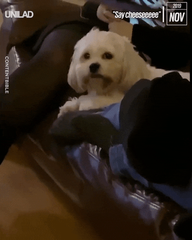 Happy Face Cute White Dog GIF