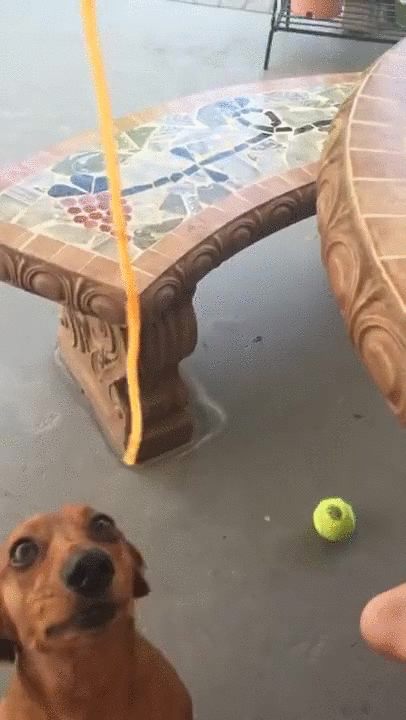 Happy Face Dog Eating Spaghetti GIF