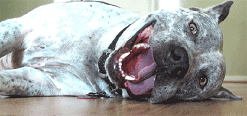 Happy Face Pitbull Dog GIF
