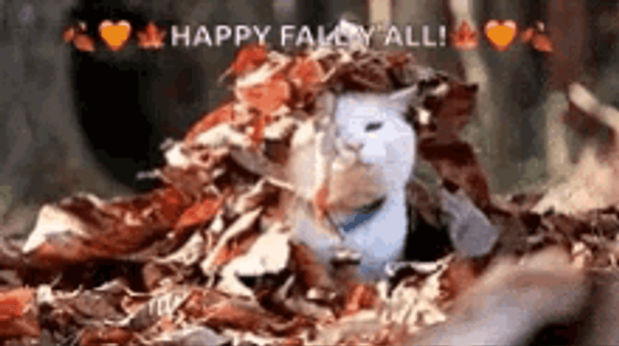 Happy Fall All Beautiful Cat GIF