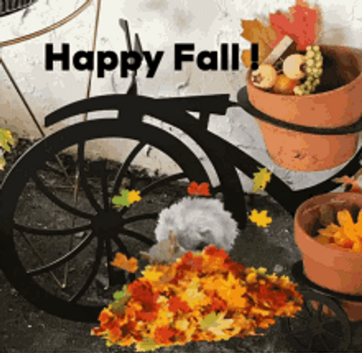 Happy Fall Happy Squirrel Playing Autumn Leaves GIF