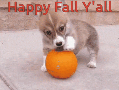 Happy Fall Saturday Playing Puppy GIF