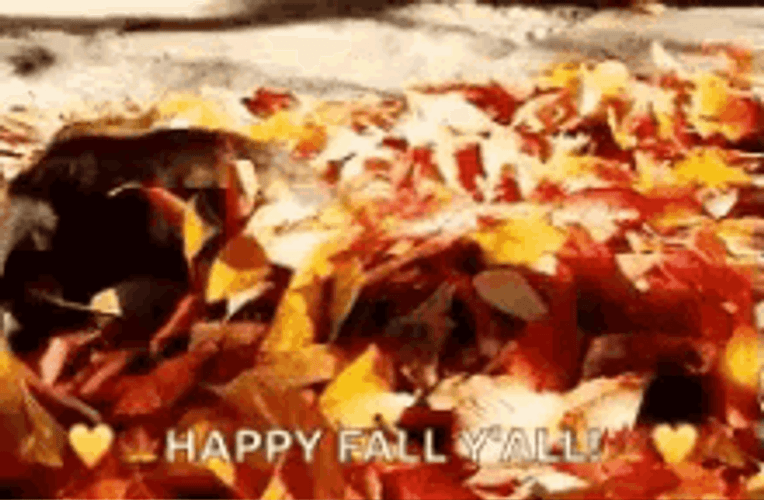 Happy Fall Y'all Cat Playing Autumn Leaves GIF
