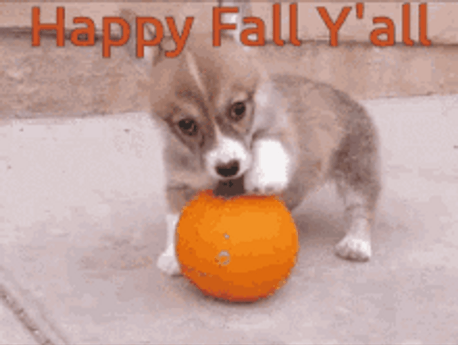 Happy Fall Yall Puppy Playing With Orange GIF