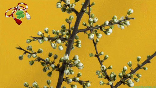 Happy First Day Of Spring Tree With Flowers GIF
