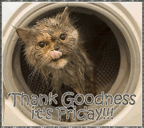 Happy Friday Funny Cat Peeking GIF