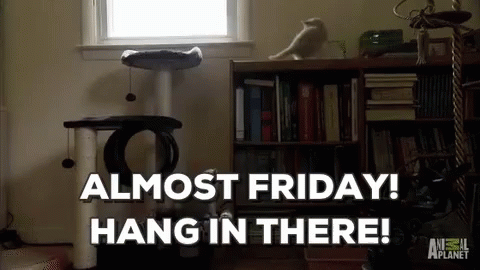 Happy Friday Jr Hang In There GIF