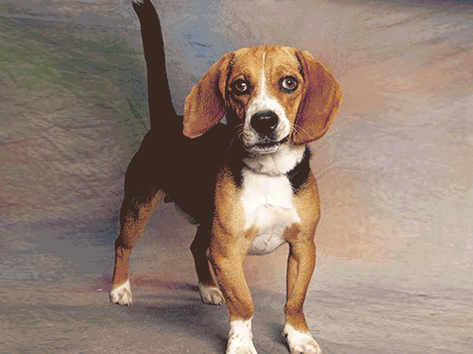 Happy Friday Thug Beagle GIF