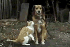 Happy Friendship Day Cat Kissing The Dog GIF
