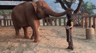 Happy Friendship Day Lovely Elephant GIF