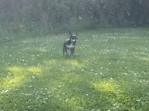 Happy Funny Dog Meme GIF