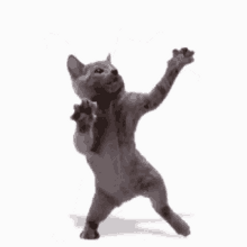 Happy Gray Cat Celebration Party Dancing GIF