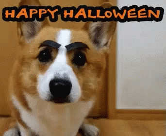 Happy Halloween Dog With Eyebrows GIF