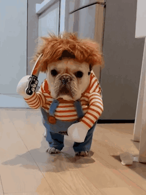 Happy Halloween Funny Dog Dressed As Chuckie Doll GIF