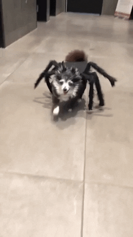 Happy Halloween Funny Dog In Spider Costume GIF