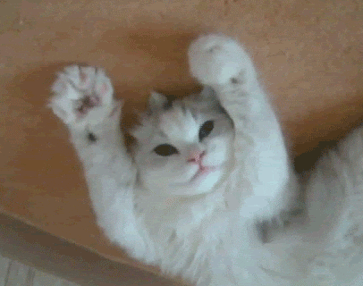 Happy Happy Happy Cat Paws Close Open GIF